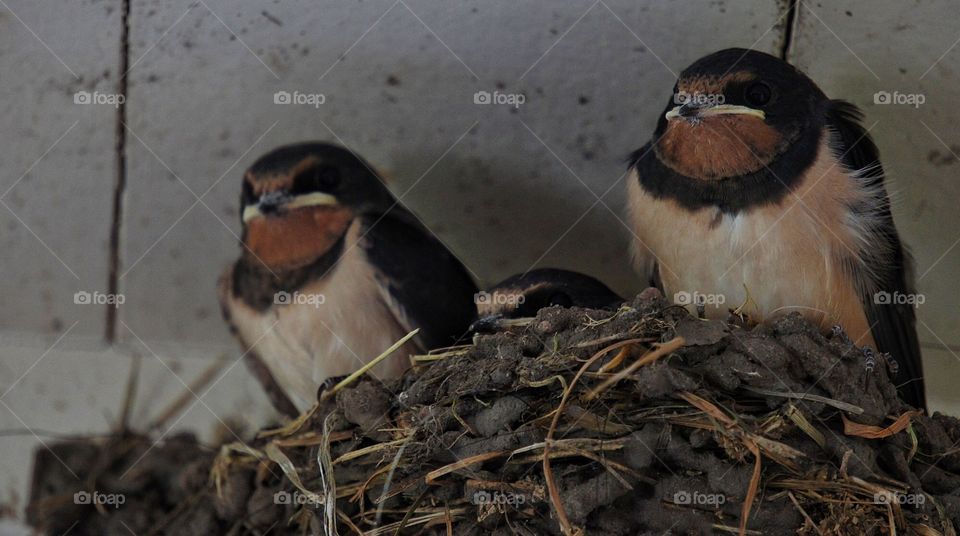 Swallow in nest