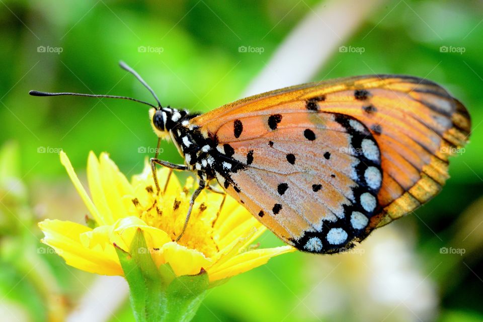 Flowers and butterflies. Admissions for nectar