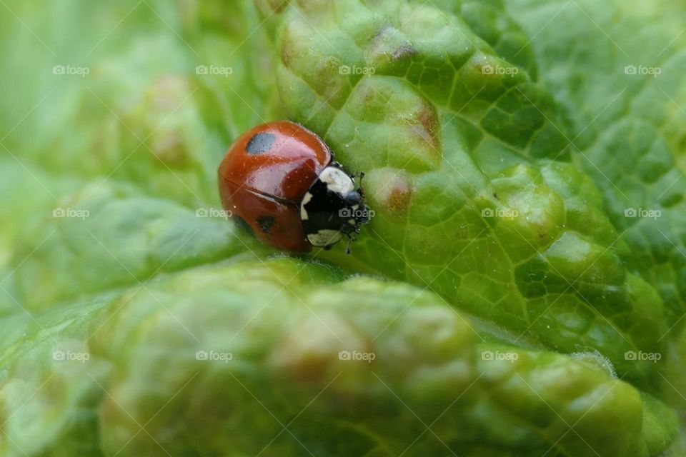 A black-spotted red ladybug on a green leaf