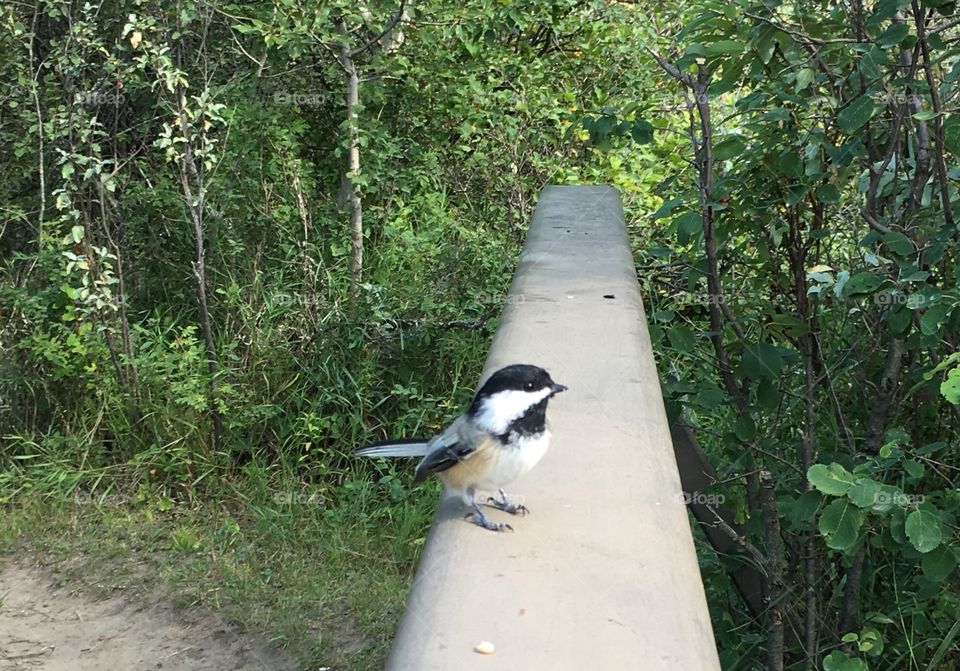 Bird, Nature, Tree, Wood, Wildlife