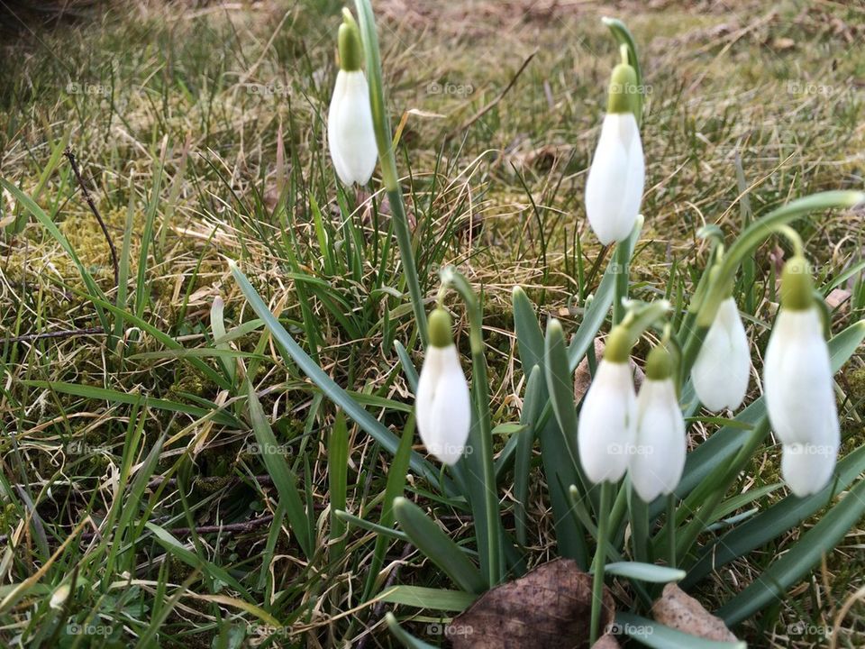 Snowdrops