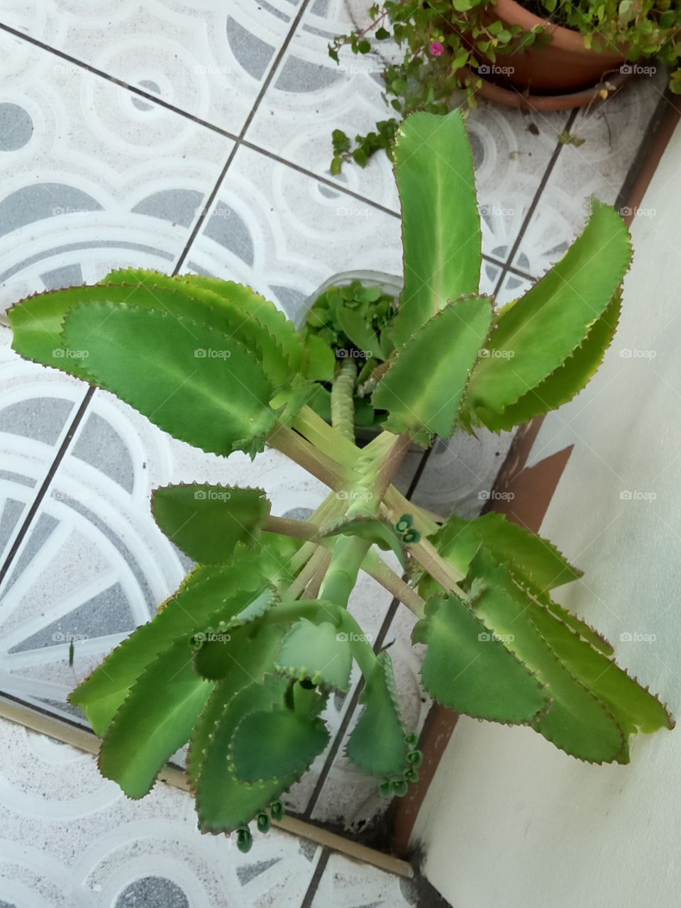 No Person, Leaf, Flora, Food, Flower