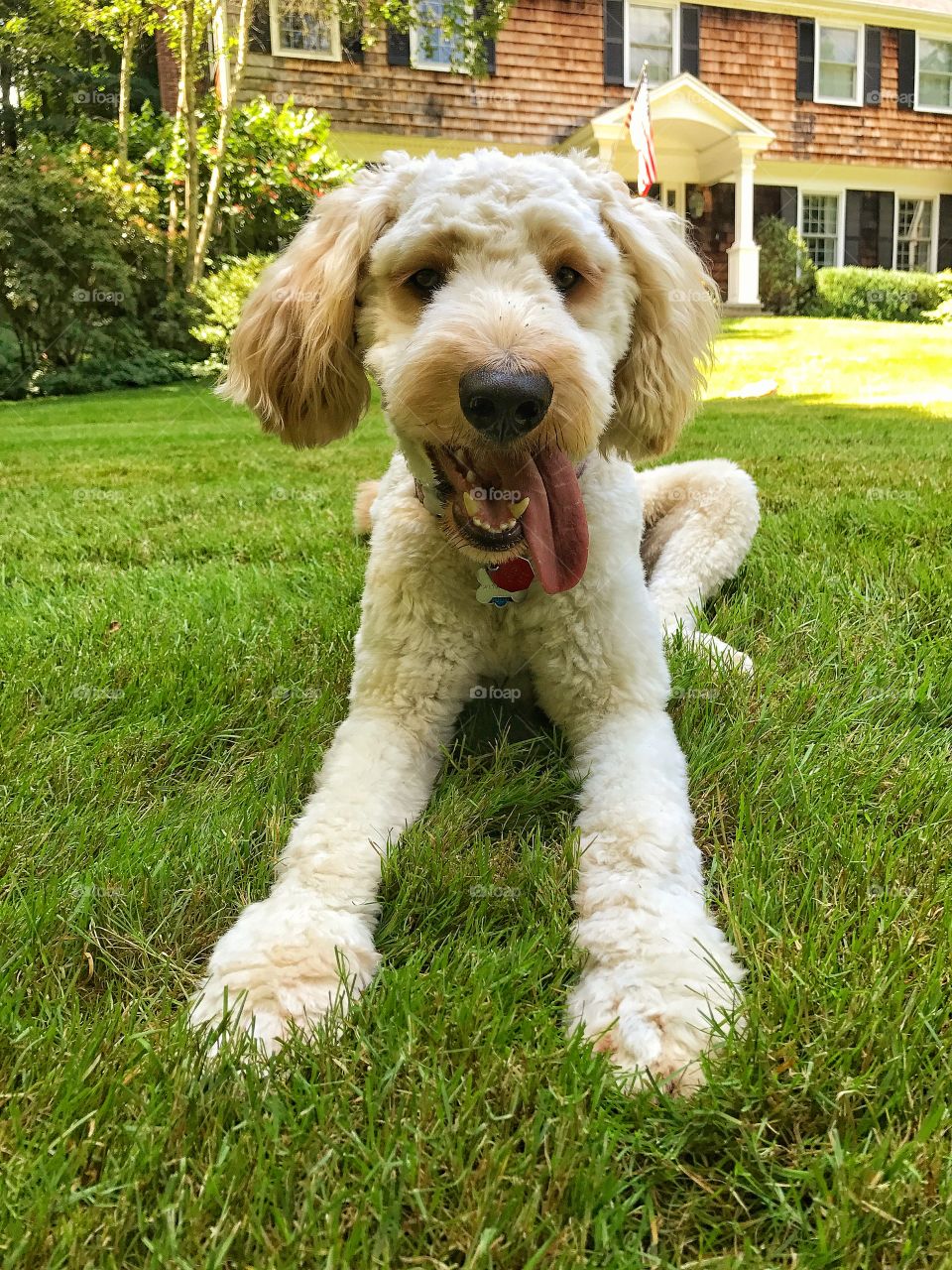 Labradoodle relaxing