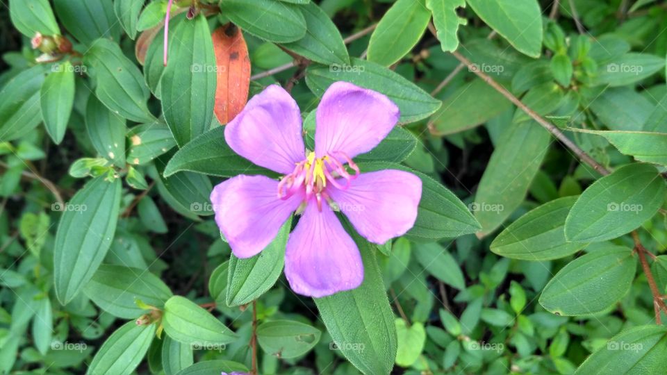 Wild flowers are purple