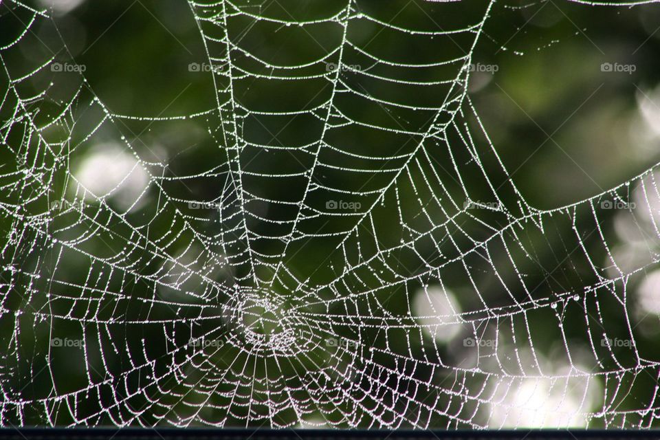 Early Spider web