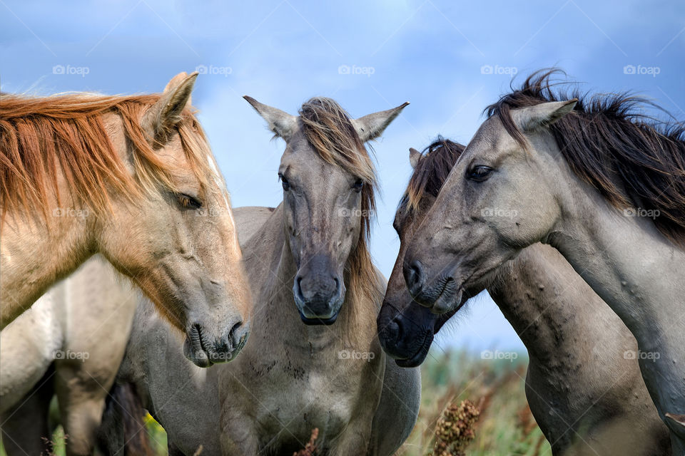 four horses assembled heads together