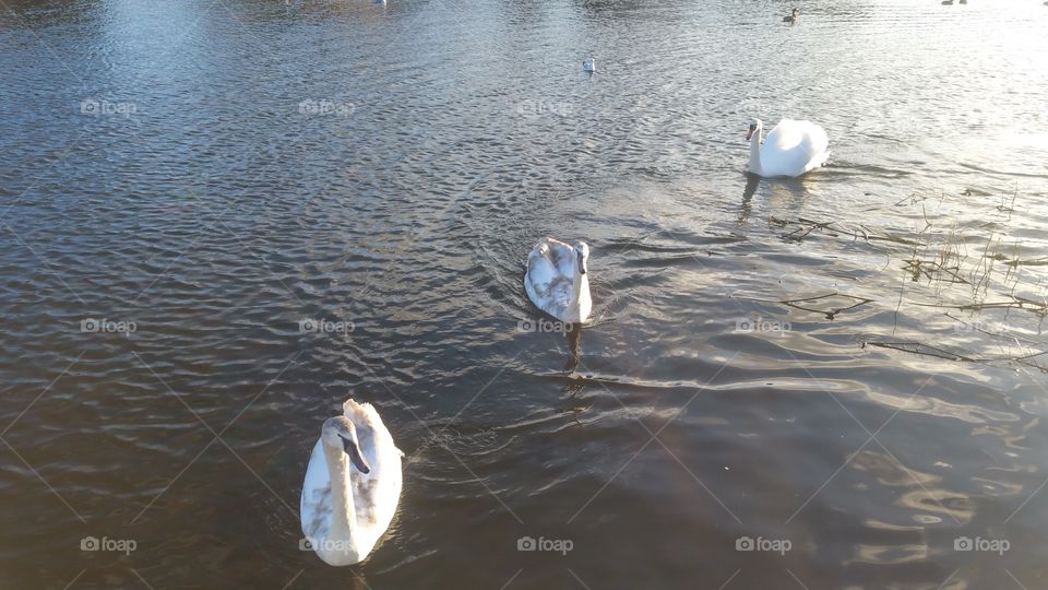 swans on the waterfront