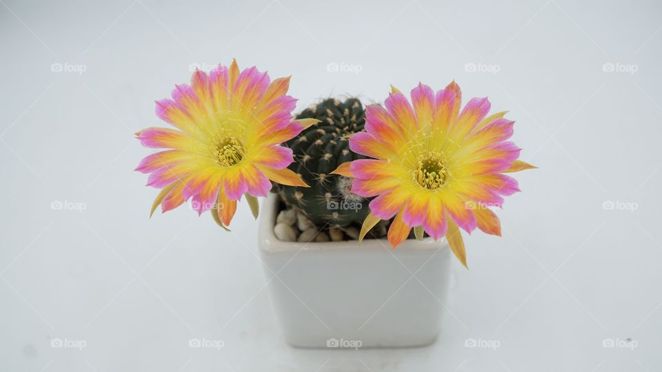 sunrise cactus lobivia