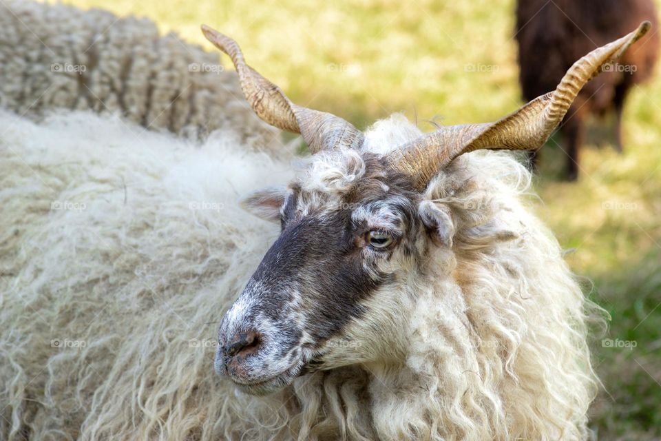 sheep with twisted horns