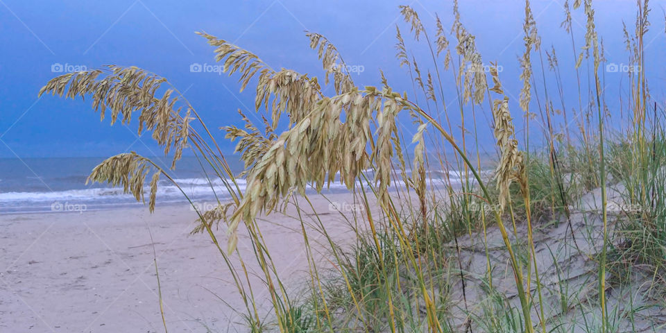Sea oats growing on the dunes at north Carolina beach. Ocean in background and stormy sky.