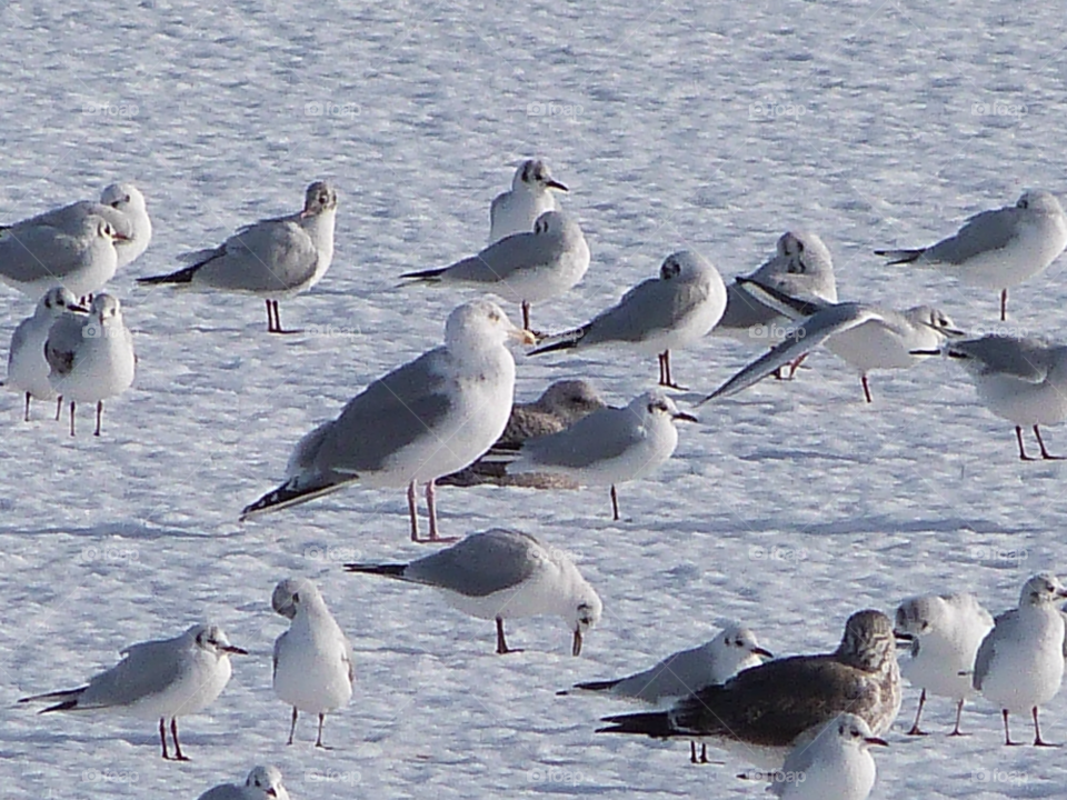 snow feeding resting seagulls by loopylou69