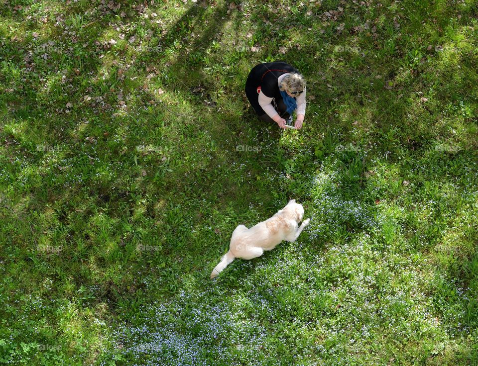 morning walking person with dog green top view background