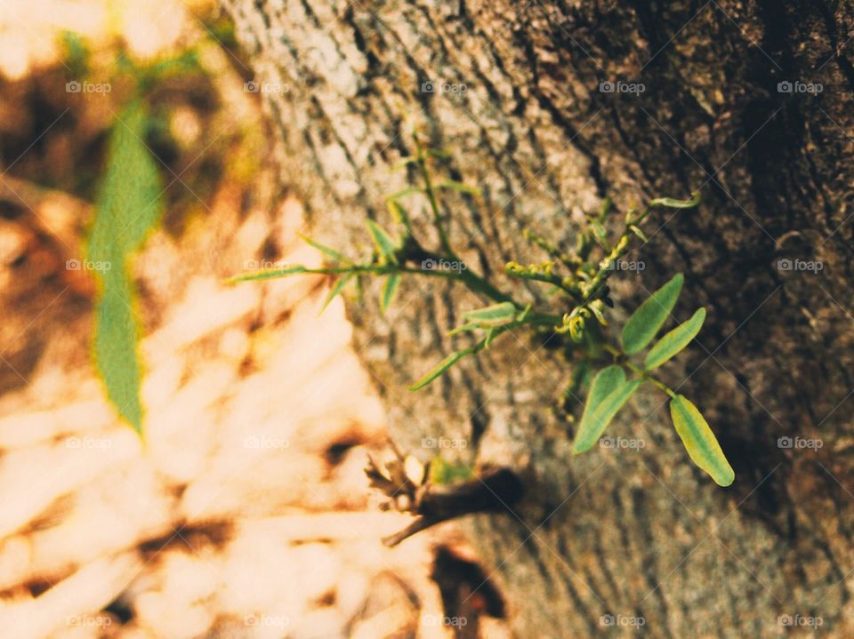 Tree trunk