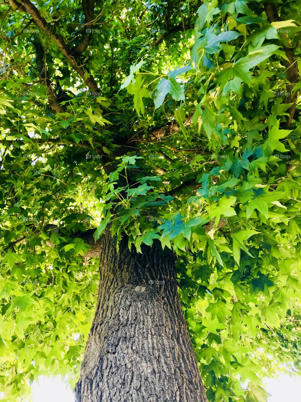 Grandma’s Liquid Amber Tree 