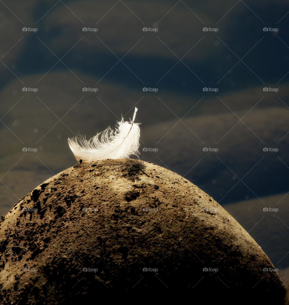 a white feather resting on a rock by River's Edge