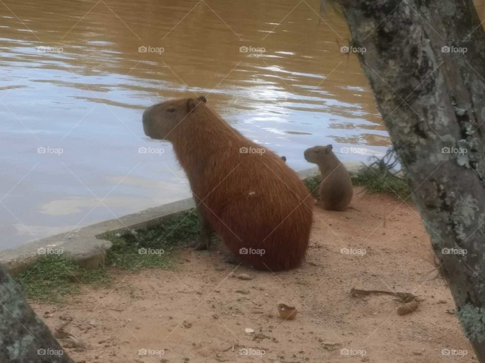 capivara só observando