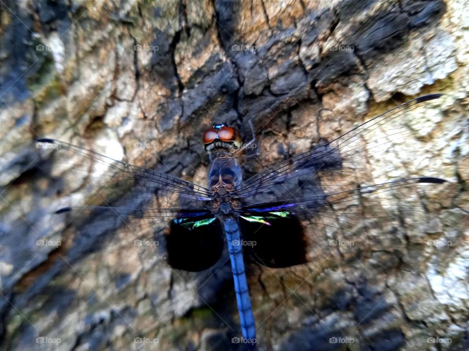 Blue dragonfly on the tree trunk.