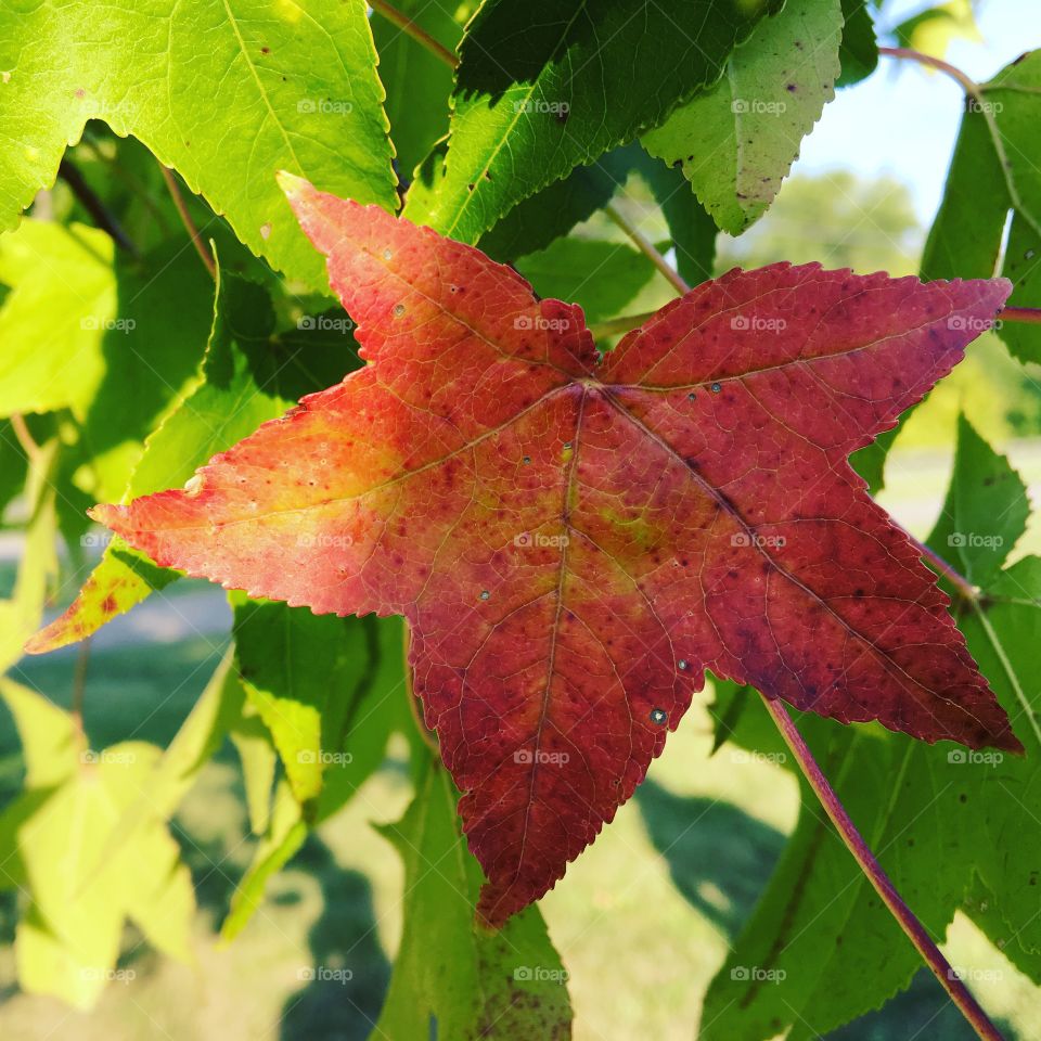 Color changing leaf