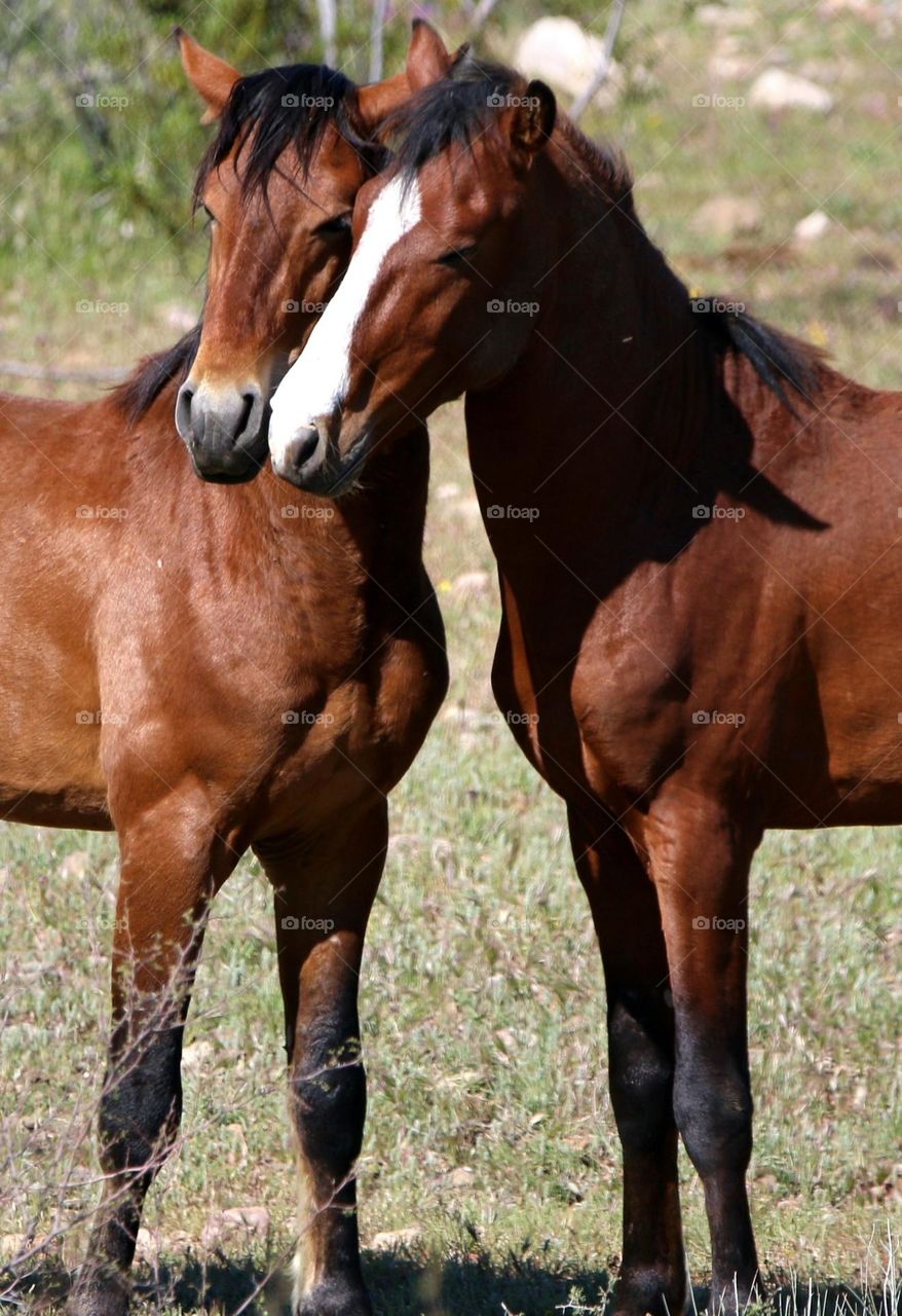 Two Wild Horses in Desert
