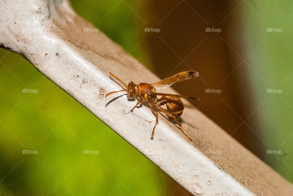 beautiful macro shot 