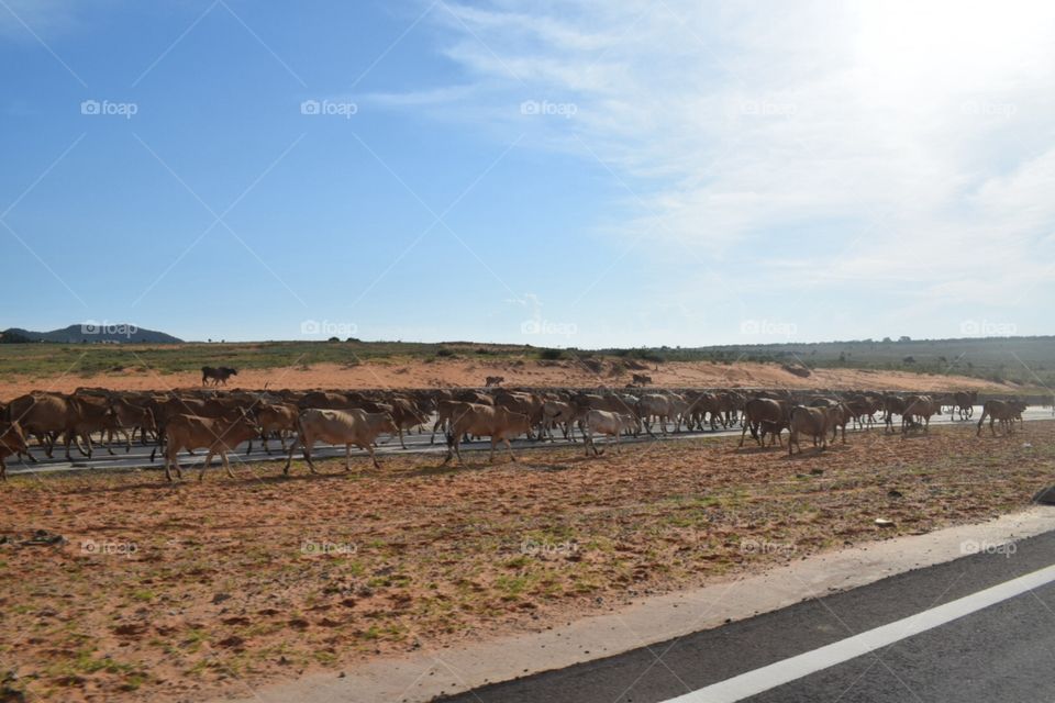 Here of cows in street