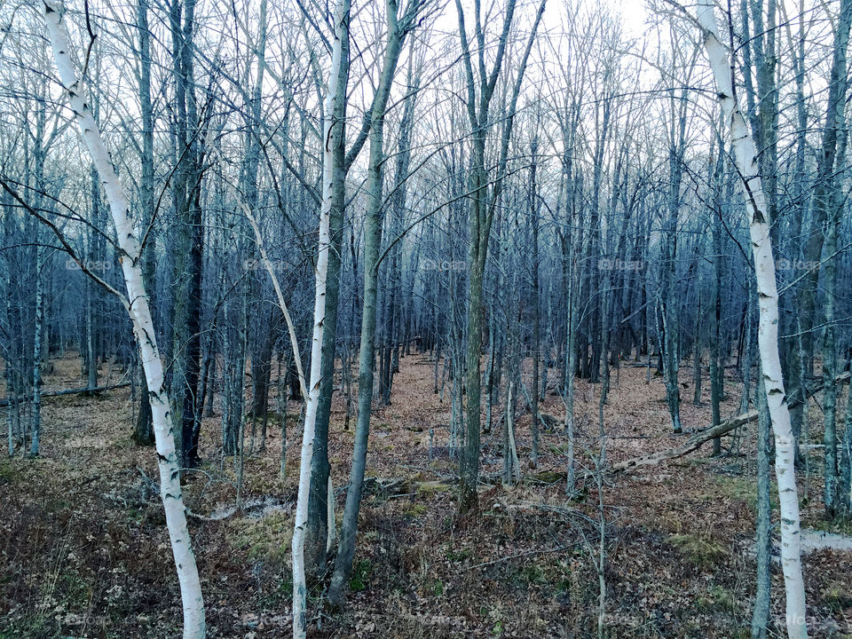 Where the birch trees grow