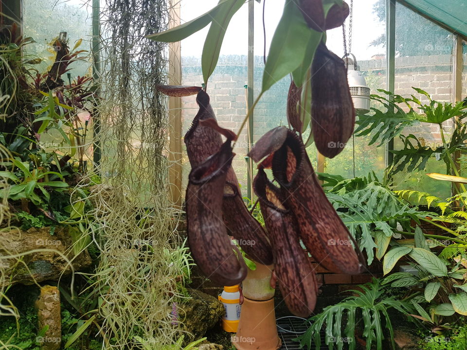 Winterbourne Gardens