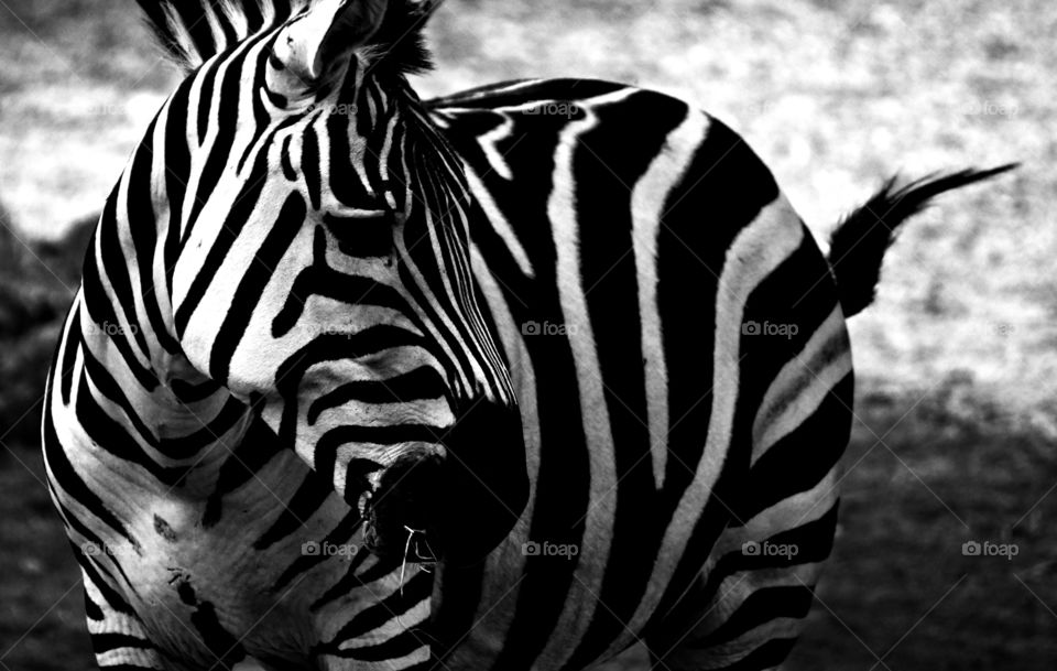 Zebra