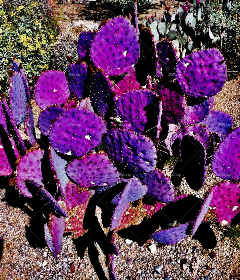 Purple cactus