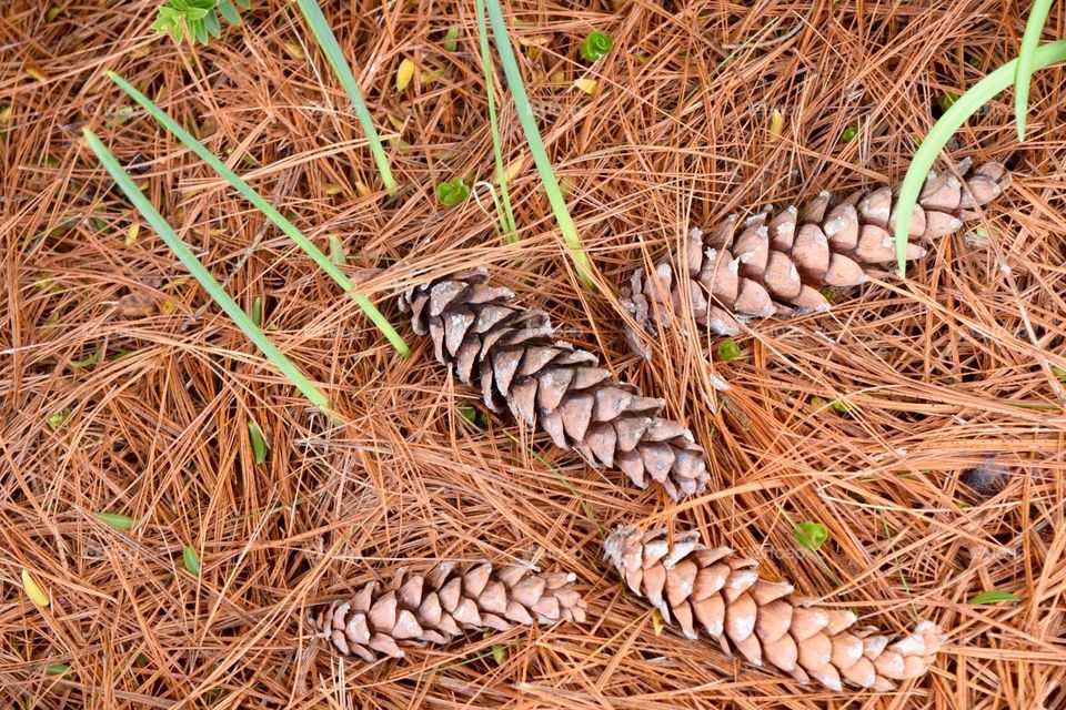 pine needles pine  cones brown