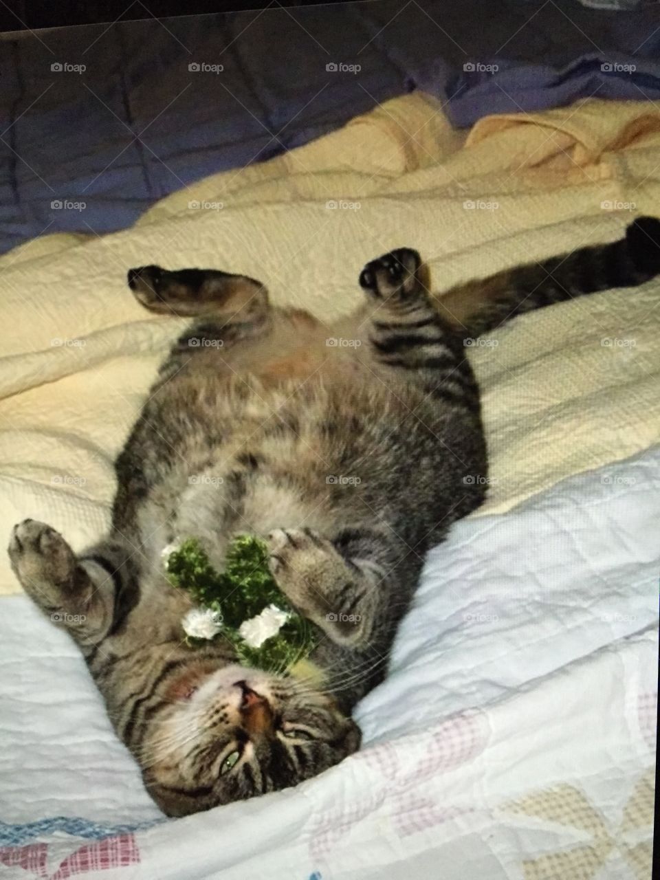 Catnip aftermath 