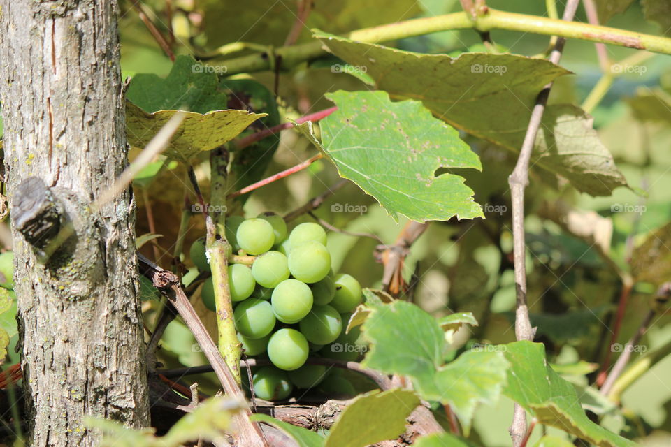 growing grapes