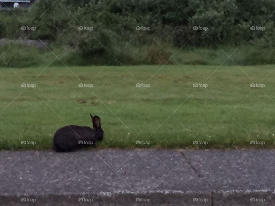 Mammal, No Person, Rabbit, One, Grass