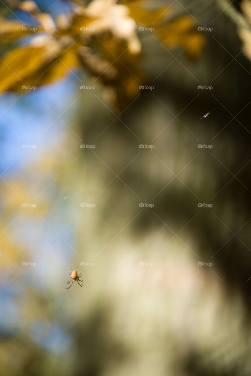 tree sunny leaf fall by jbdc