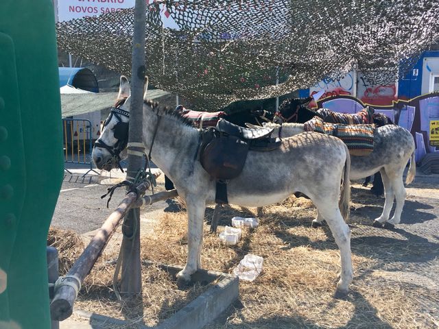 Donkey eating, Donkey race, pet, animal 