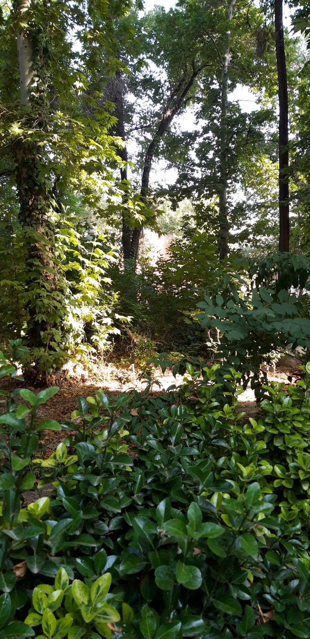 nature