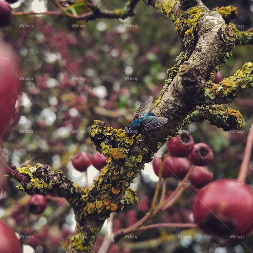 Close-up of insect on berry plant