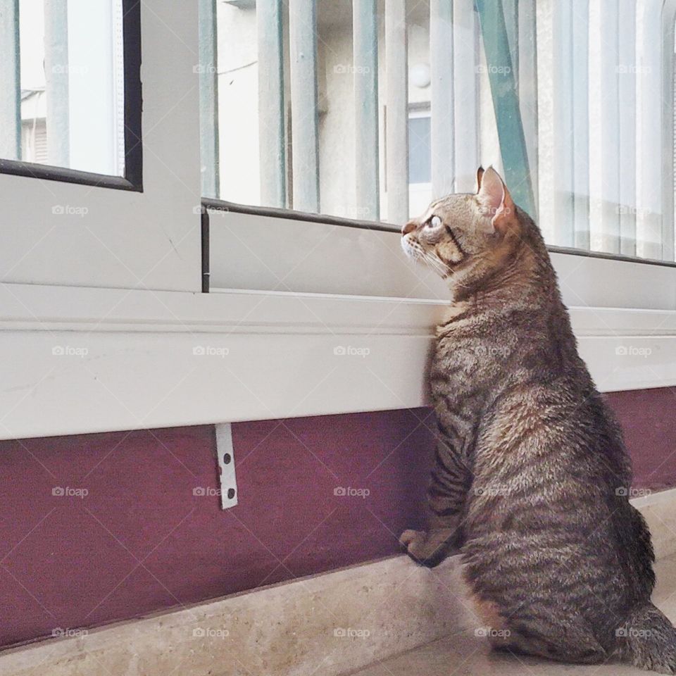 Kitten Looking Out the Window