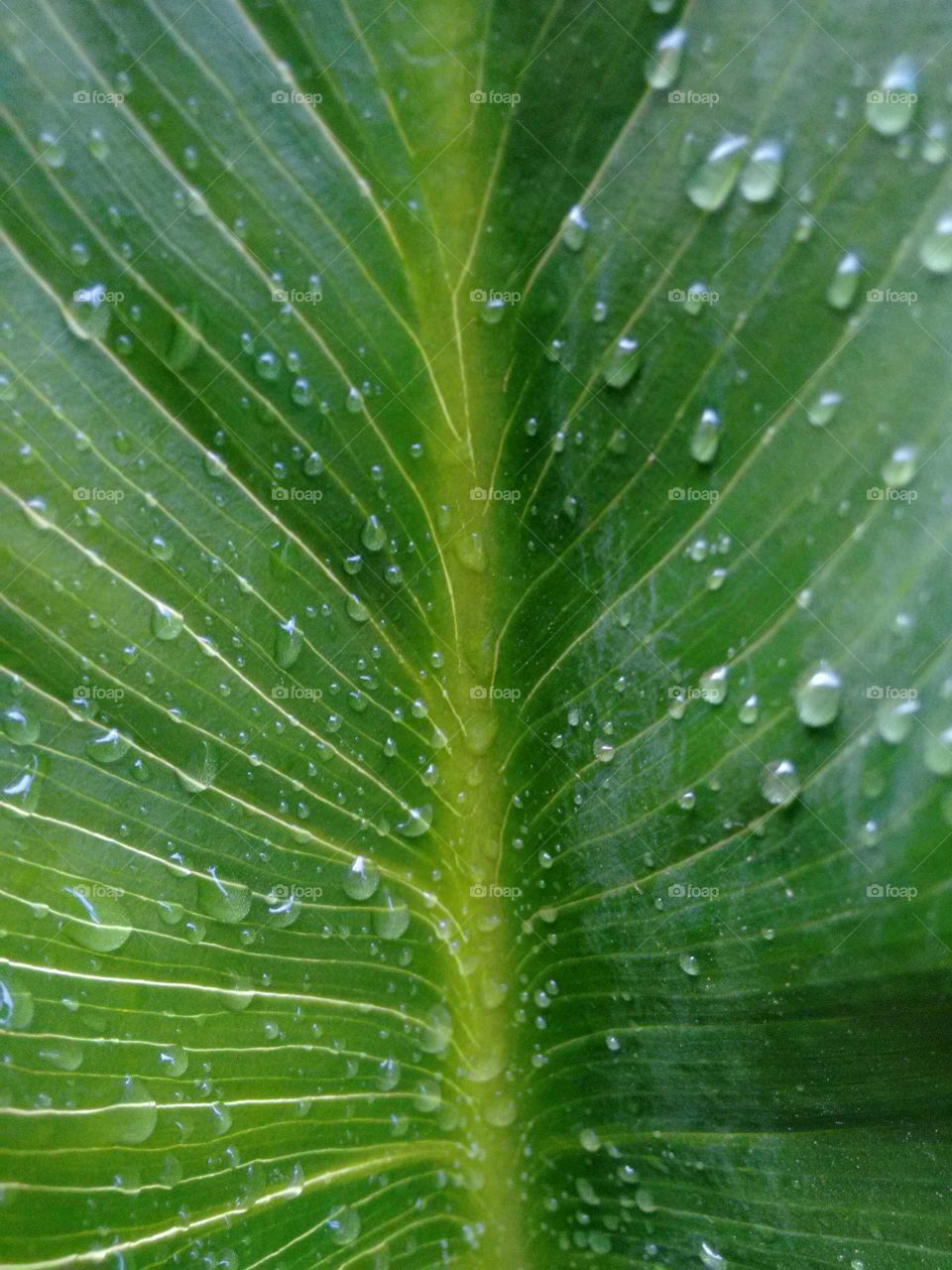Green leaf texture with water droplets. Leaf of Calla Lily or Arum Lily (Zantedeschia aethiopica). It was planted to ornament the garden of a house in Brazil.