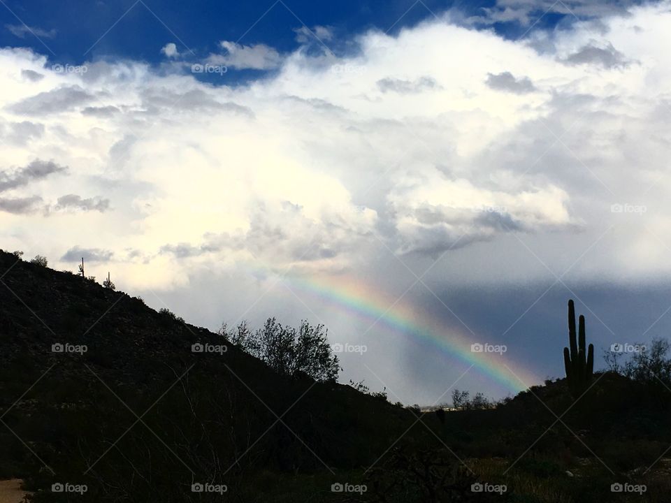 Desert Rainbow 