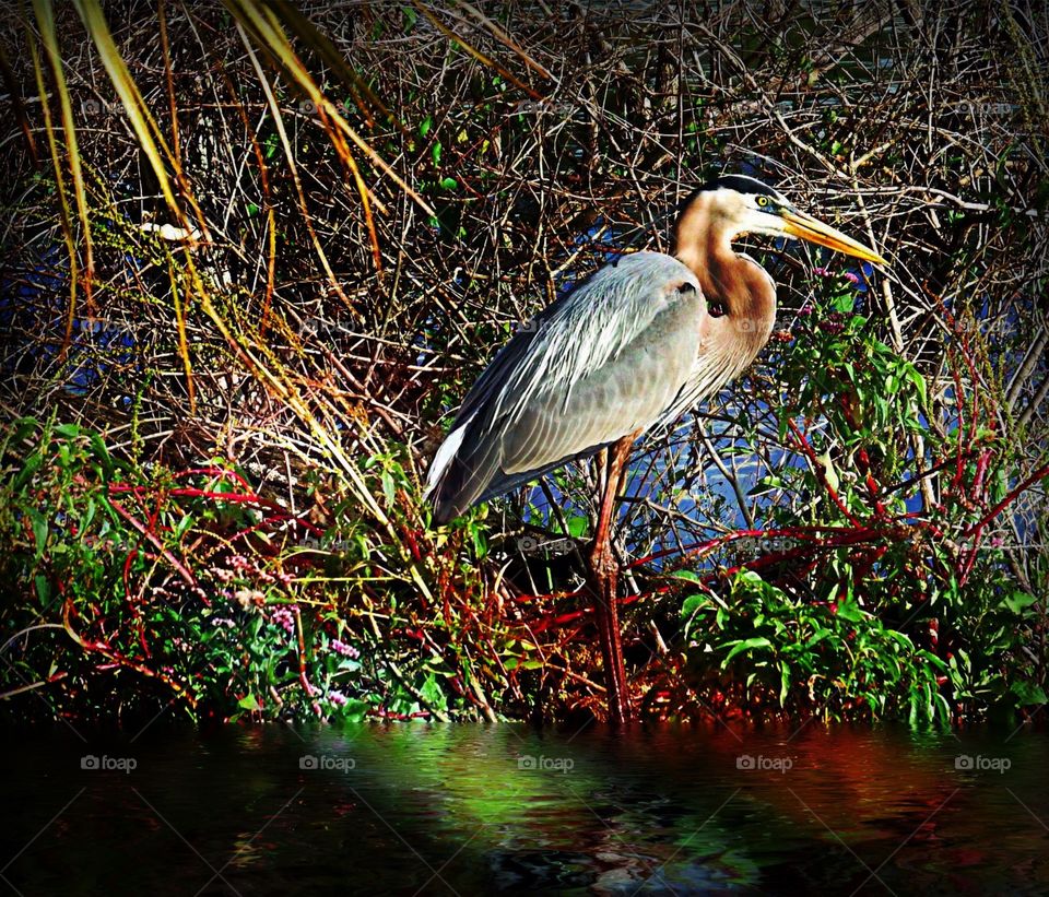 Great Blue Heron
