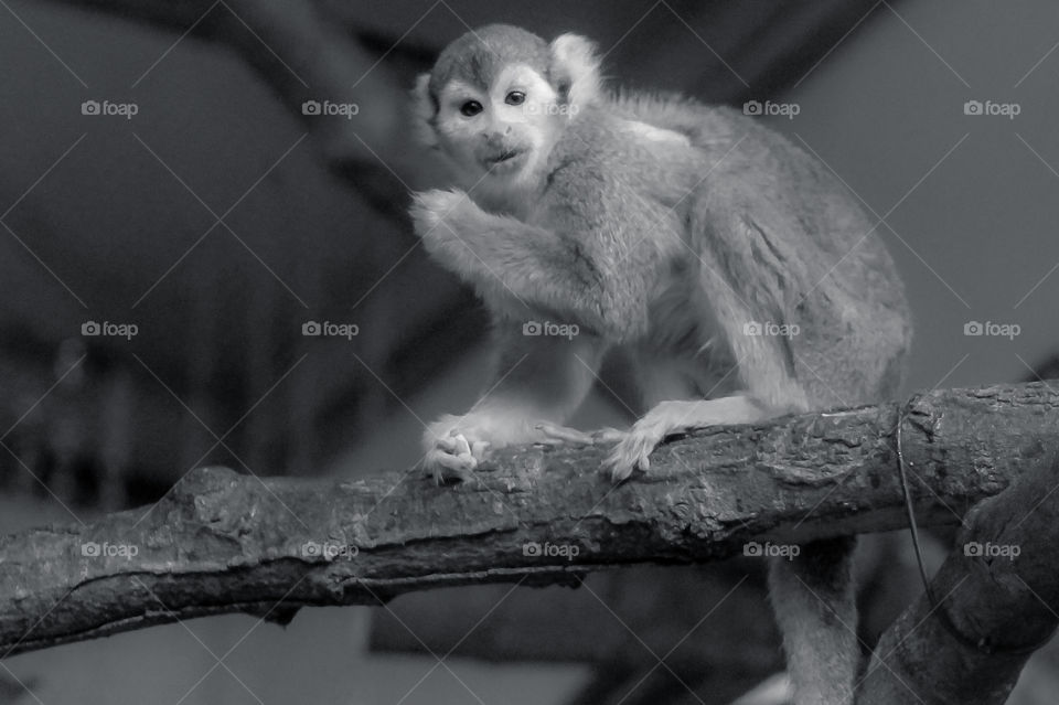 This little squirrel monkey is a beautiful grey brown and gold but I’m submitting the black & white because it really highlights his eyes which look bright, curious & thoughtful. Who knows what he’s thinking?! 🐒