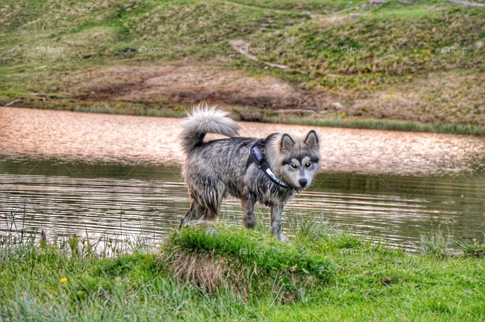 Little wolf in the lake