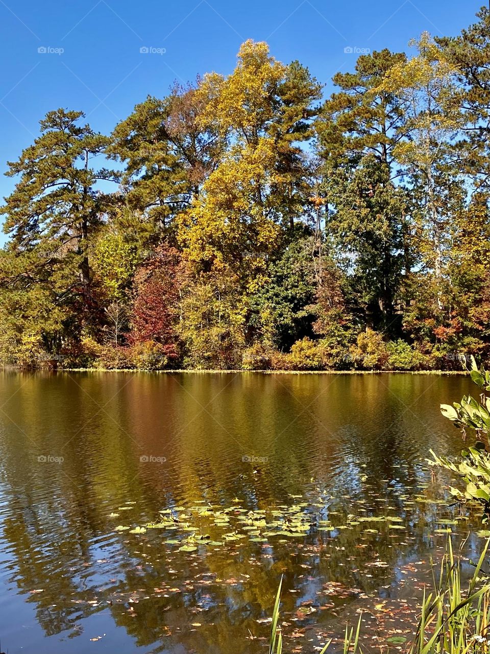 Autumn day on the lake, reflections 