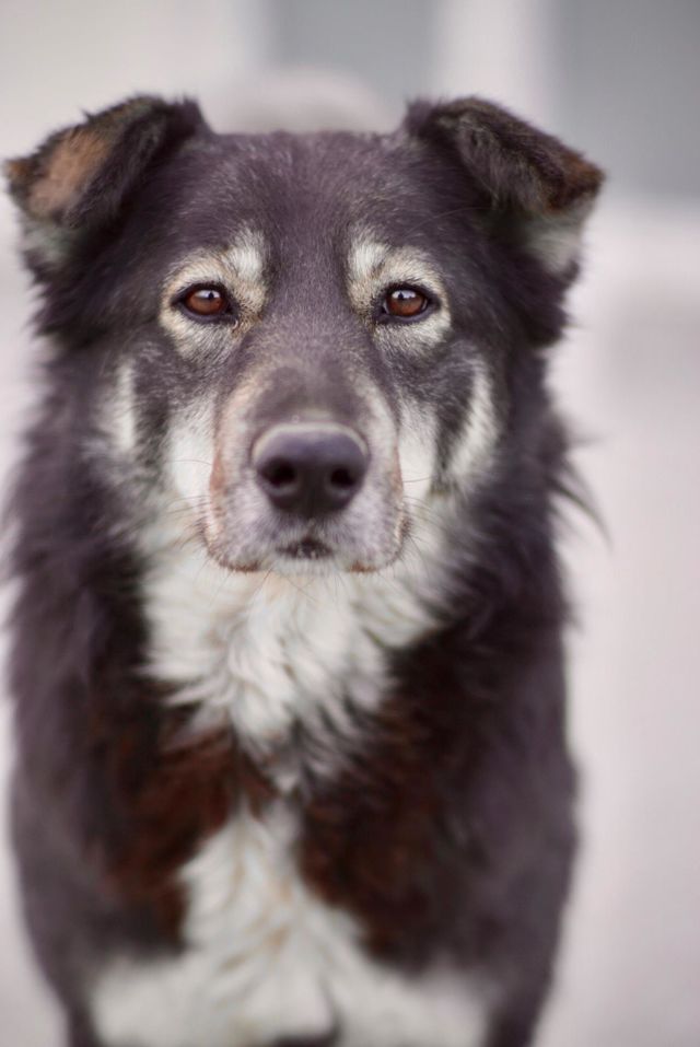 Brown eyes dog 