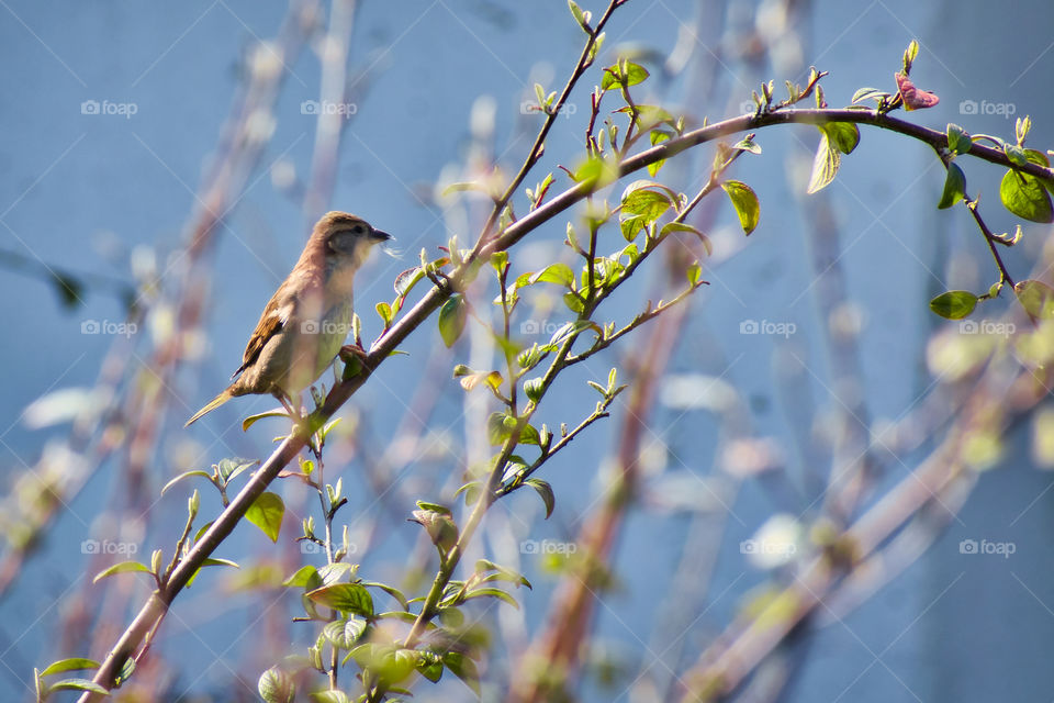 Sparrow sitting on a branch