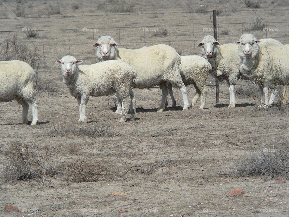 Herd of Sheep