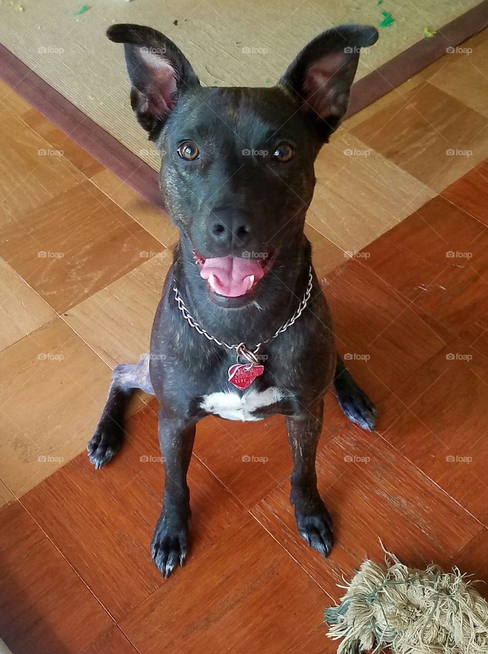Our puppy, Rey, smiling after playing with her rope. She loves playing with her toys! Any type of toy will do, but she especially loves ropes and squeaky toys.
