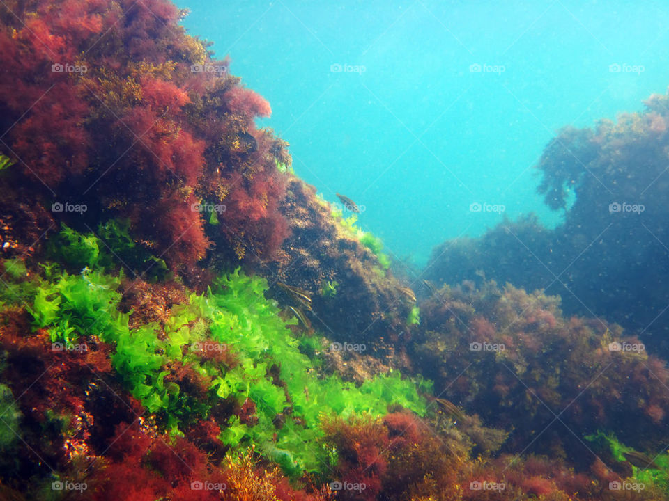 Black Sea underwater