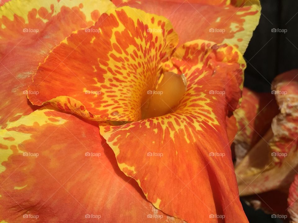 Orange flower close-up